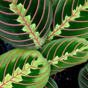 Meet your Posher, Tristin